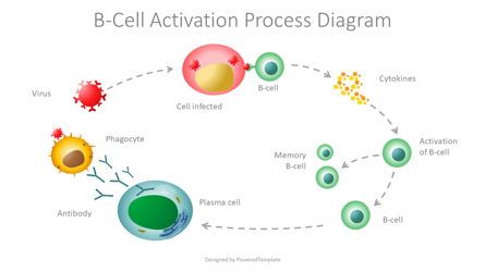 B-Cell Activation Process Diagram Presentation Template, Master Slide