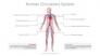 Human Circulatory System Diagram slide 1