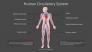 Human Circulatory System Diagram slide 2