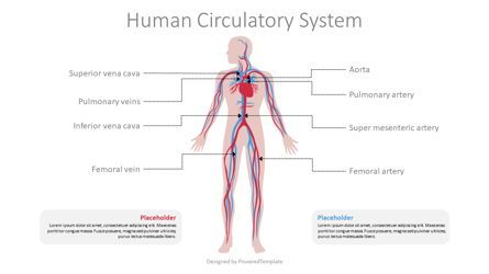Human Circulatory System Diagram Presentation Template, Master Slide