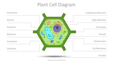 Plant Cell Diagram Free Presentation Slide Presentation Template, Master Slide