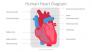 Human Heart Diagram slide 2