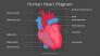Human Heart Diagram slide 3
