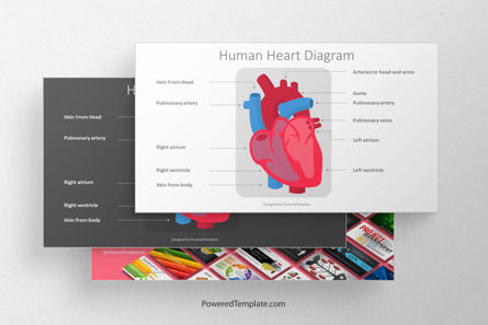Human Heart Diagram Presentation Template, Master Slide