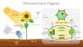 Photosynthesis Presentation Diagram slide 2