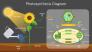 Photosynthesis Presentation Diagram slide 3
