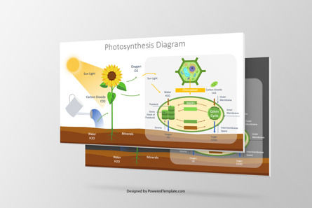 Photosynthesis Presentation Diagram Presentation Template, Master Slide